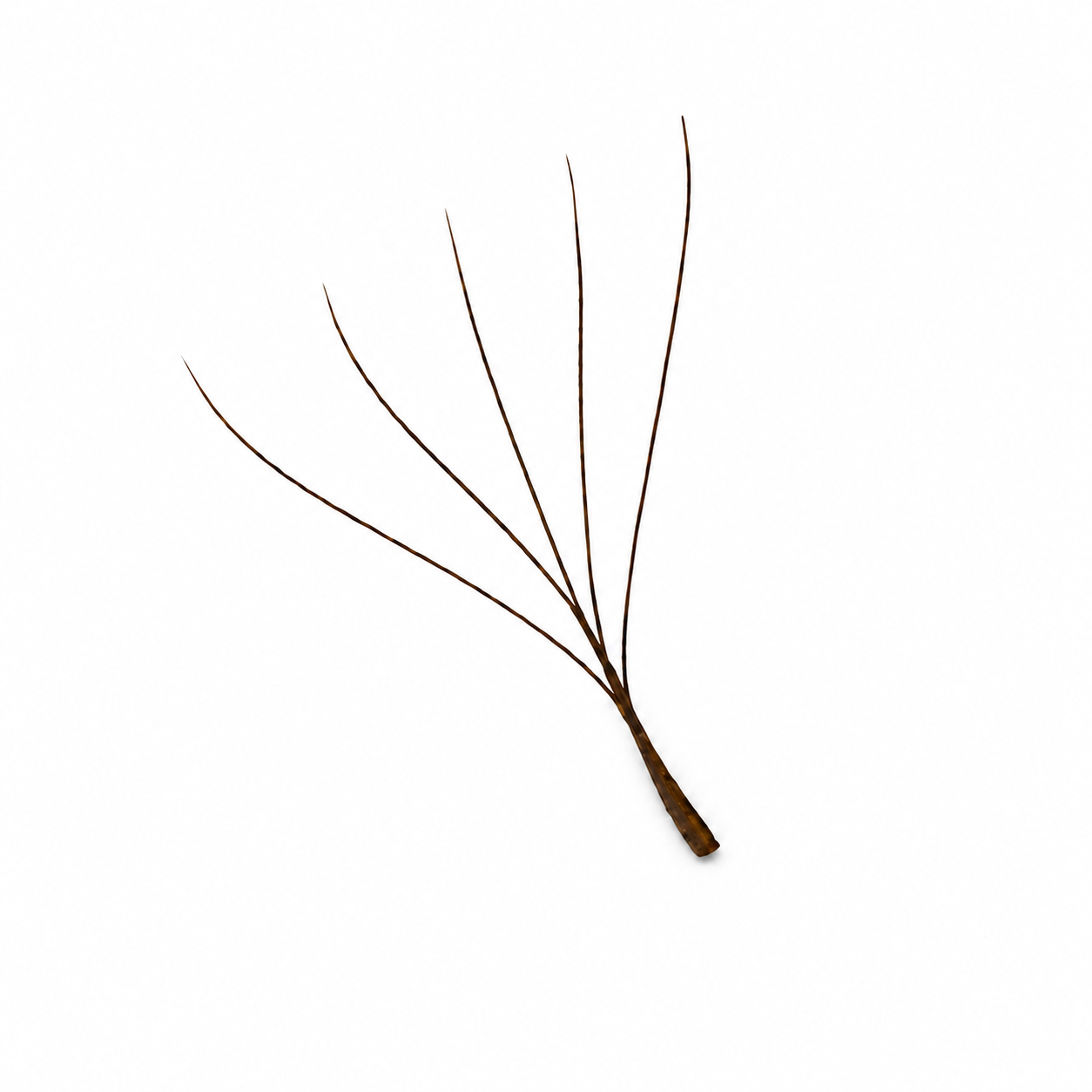 5D brown volume lashes